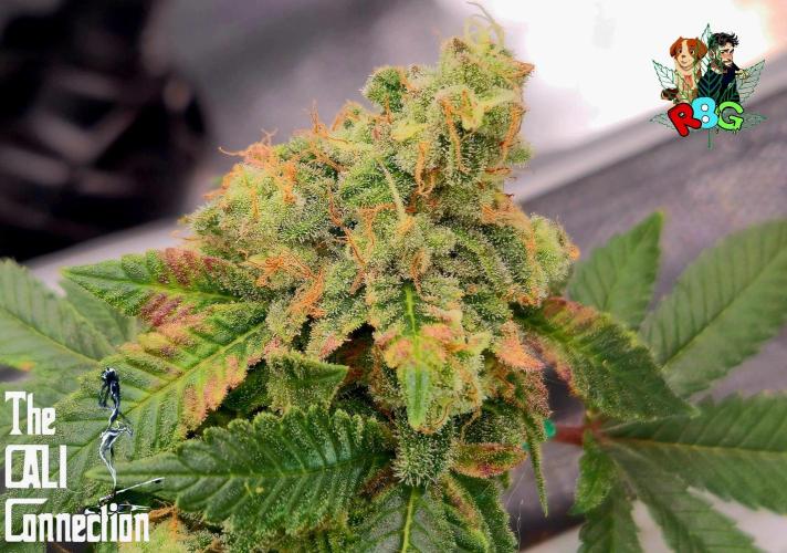 RDWC GRAPE OG 1st photo grow. Week 15 - Week 15
Flower week 9 
Day 5