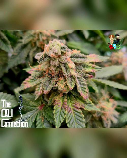 RDWC GRAPE OG 1st photo grow. Week 15 - Week 15
Flower week 9 
Day 5