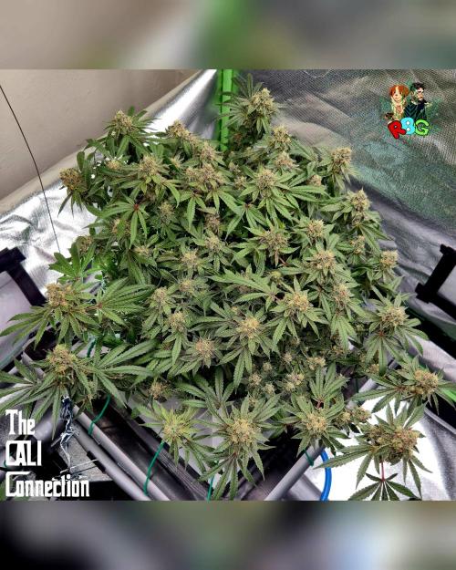 RDWC Cherry Bellini 1st photo grow. Week 15 - Week 15
Flower week 9 
Day 5