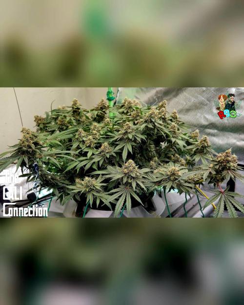 RDWC Cherry Bellini 1st photo grow. Week 15 - Week 15
Flower week 9 
Day 5