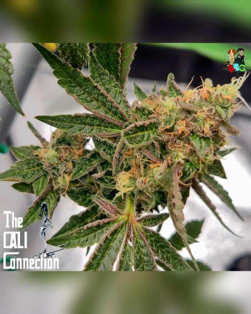 RDWC Cherry Bellini 1st photo grow. Week 15 - Week 15
Flower week 9 
Day 5