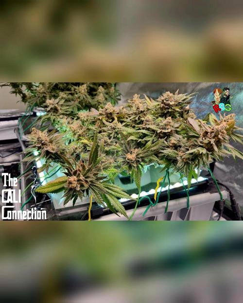 RDWC LA Punch 1st photo grow. Week 15 - Week 15
Flower week 9 
Day 6