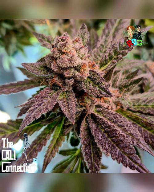 RDWC LA Punch 1st photo grow. Week 15 - Week 15
Flower week 9 
Day 6