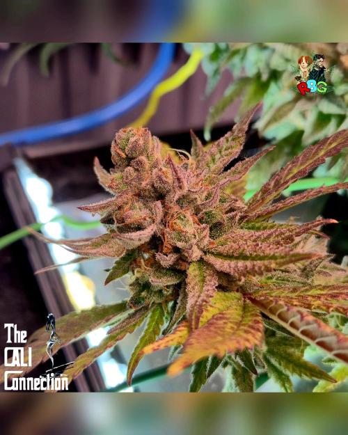 RDWC LA Punch 1st photo grow. Week 15 - Week 15
Flower week 9 
Day 6