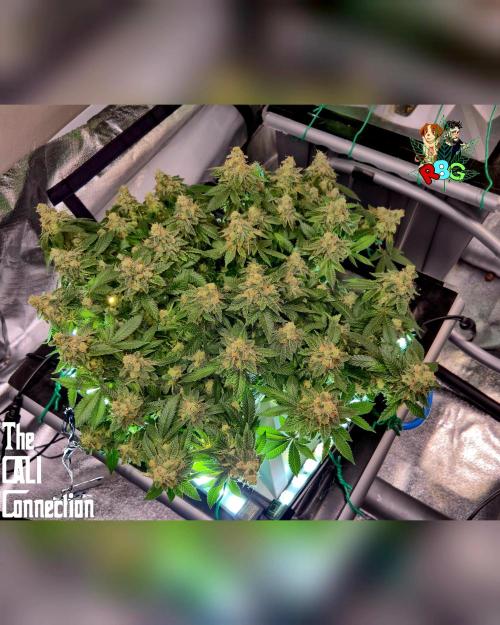 RDWC GRAPE OG 1st photo grow. Week 15 - Week 15
Flower week 9 
Day 6