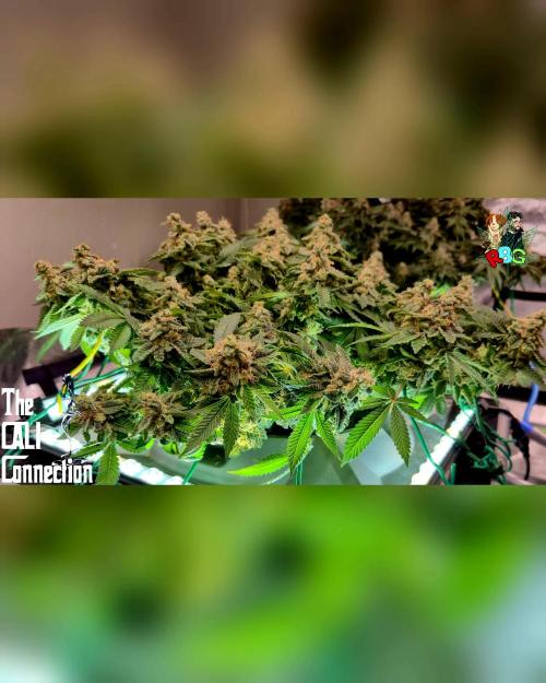 RDWC GRAPE OG 1st photo grow. Week 15 - Week 15
Flower week 9 
Day 6