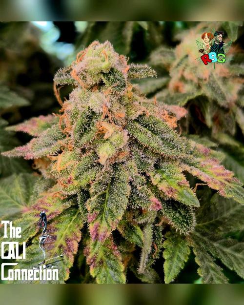 RDWC GRAPE OG 1st photo grow. Week 15 - Week 15
Flower week 9 
Day 6