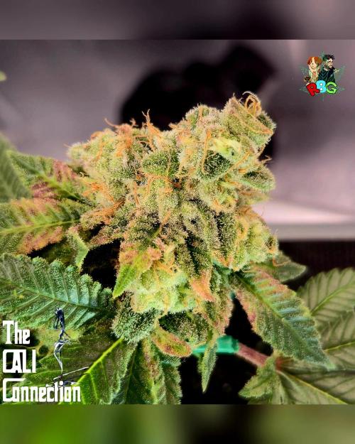 RDWC GRAPE OG 1st photo grow. Week 15 - Week 15
Flower week 9 
Day 6