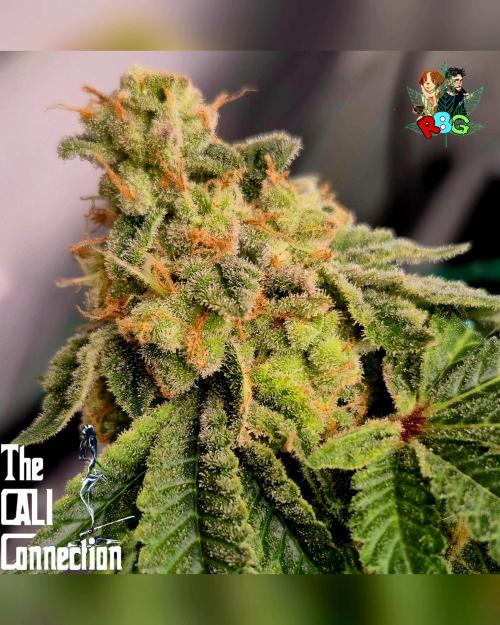 RDWC GRAPE OG 1st photo grow. Week 15 - Week 15
Flower week 9 
Day 6