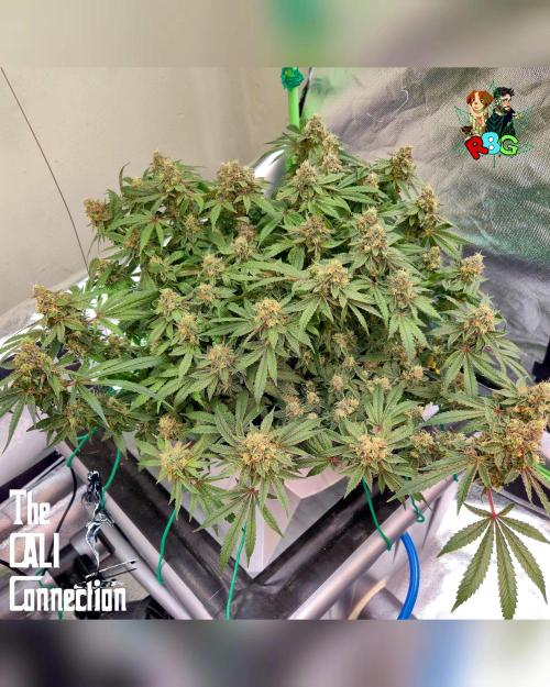 RDWC Cherry Bellini 1st photo grow. Week 15 - Week 15
Flower week 9 
Day 6