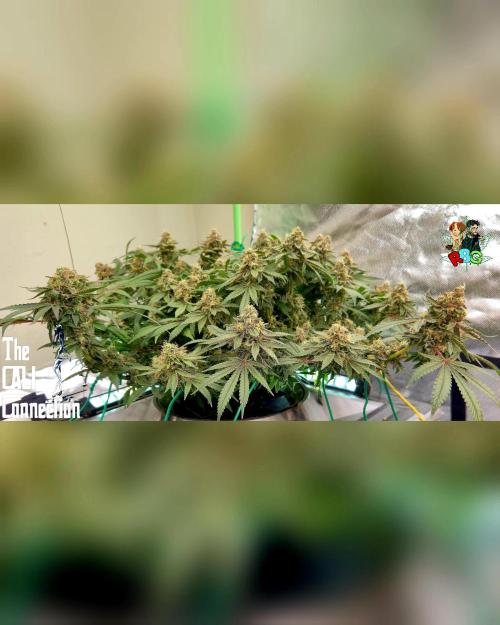 RDWC Cherry Bellini 1st photo grow. Week 15 - Week 15
Flower week 9 
Day 6