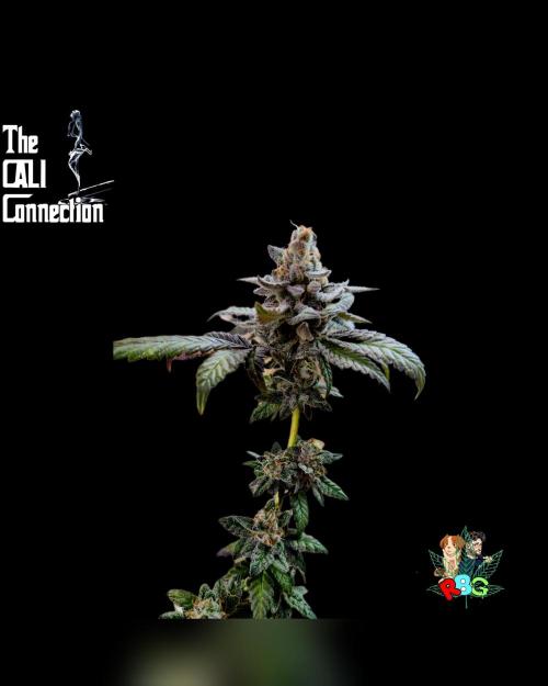 RDWC LA Punch 1st photo grow. Week 16