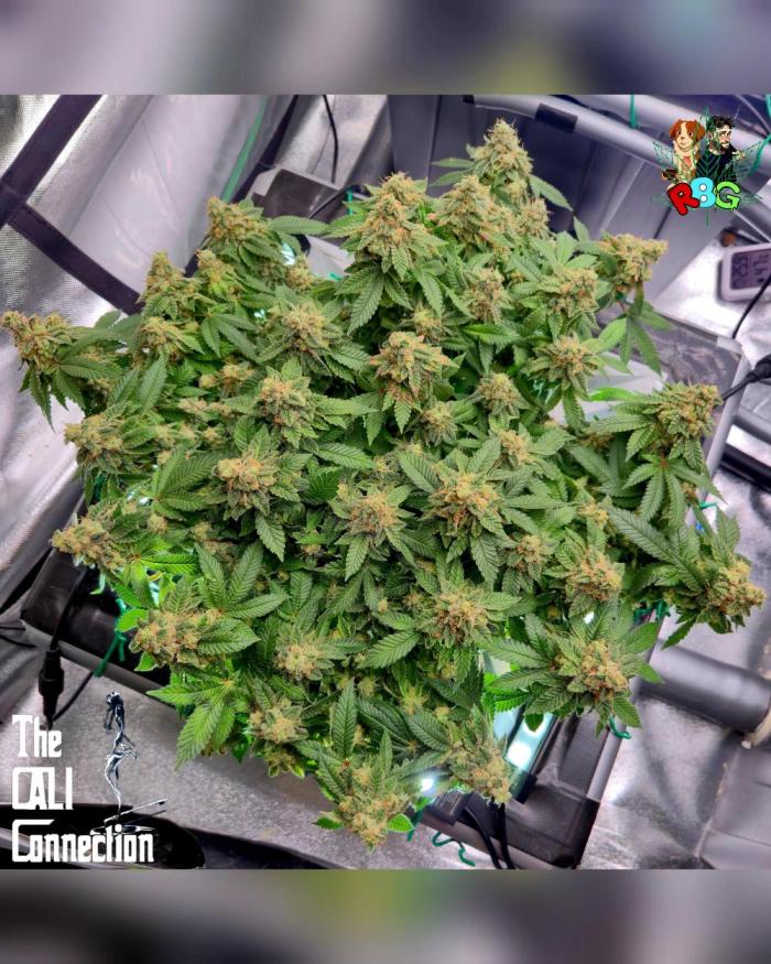 RDWC GRAPE OG 1st photo grow. Week 16