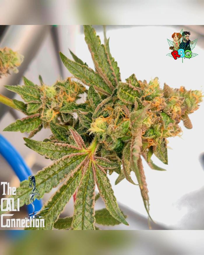 RDWC Cherry Bellini 1st photo grow. Week 16