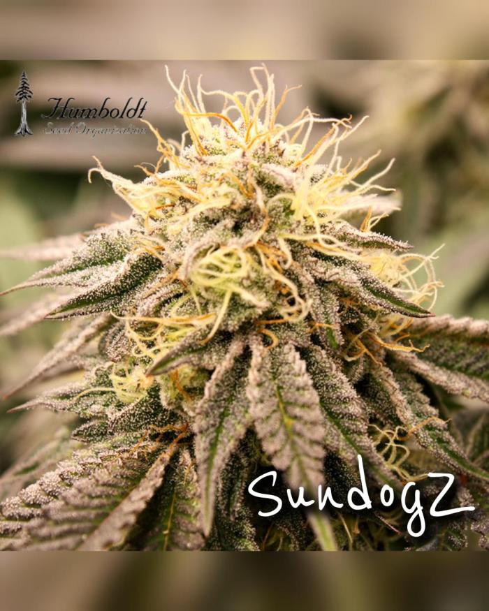 SundogZ (DWC). Week 0