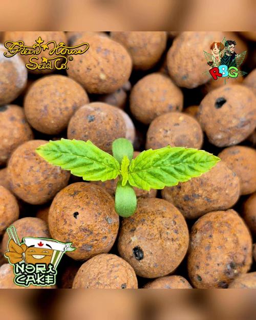 Nori cake ( RDWC ). Week 1 - Week 1 
Veg day 2