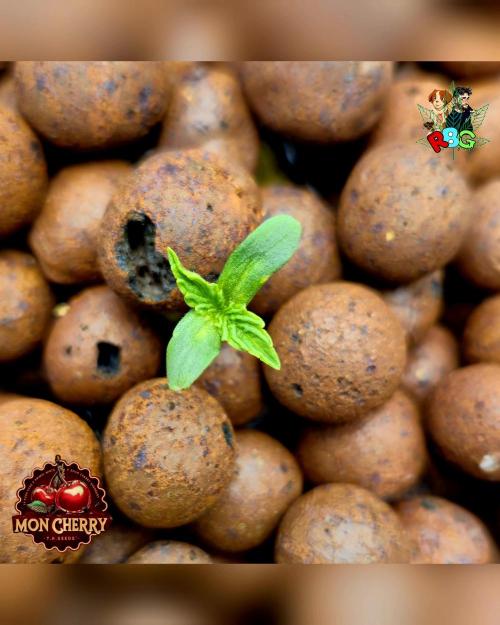 Mon Cherry ( DWC ). Week 1 - Week 1 
Veg day 2