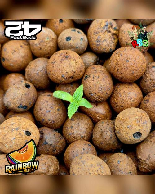 Rainbow Melon ( RDWC ). Week 1 - Week 1 
Veg day 2 