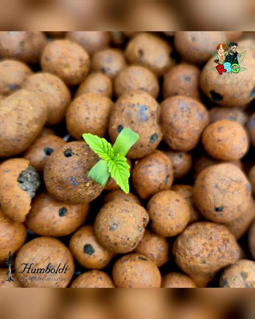 SundogZ (DWC). Week 1 - Week 1 
Veg day 3 