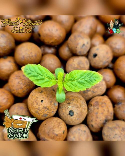 Nori cake ( RDWC ). Week 1 - Week 1 
Veg day 3