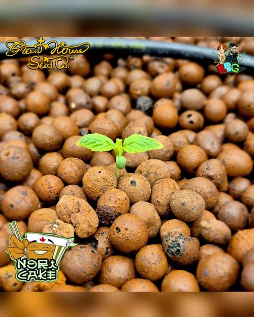 Nori cake ( RDWC ). Week 1 - Week 1 
Veg day 3