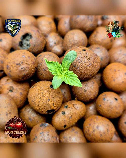 Mon Cherry ( DWC ). Week 1 - Week 1 
Veg day 3