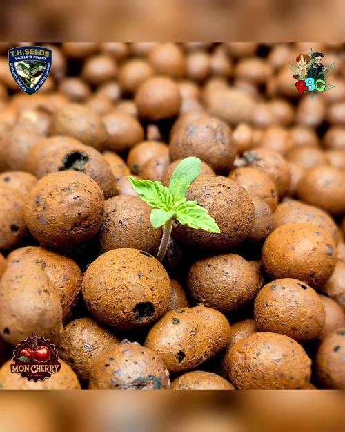 Mon Cherry ( DWC ). Week 1 - Week 1 
Veg day 3