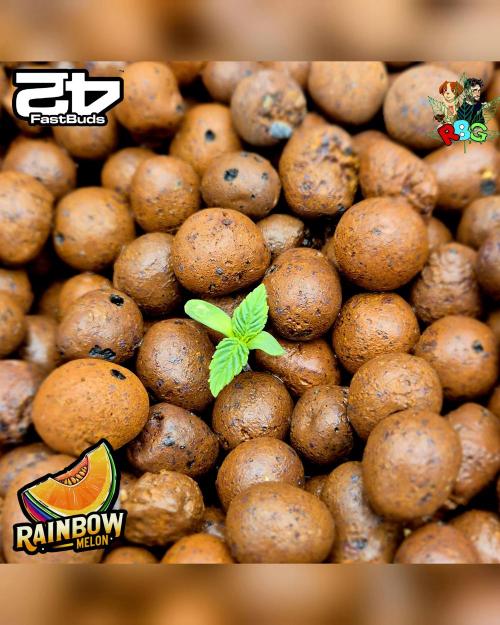 Rainbow Melon ( RDWC ). Week 1 - Week 1 
Veg day 3