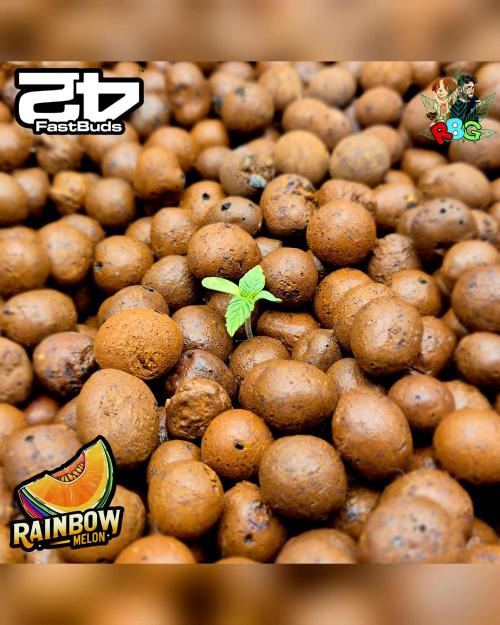 Rainbow Melon ( RDWC ). Week 1 - Week 1 
Veg day 3