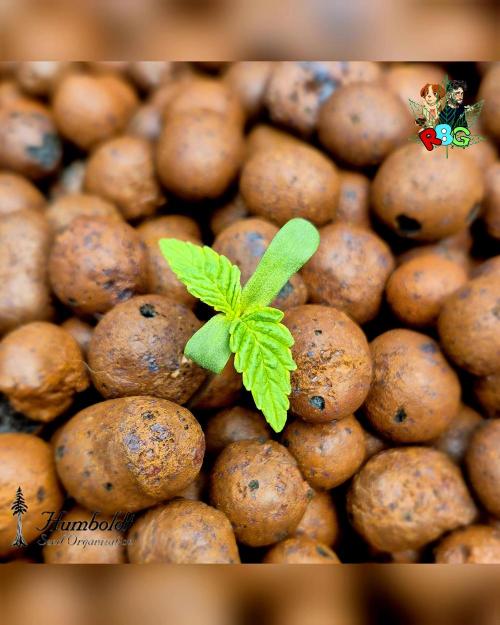 SundogZ (DWC). Week 1 - Week 1 
Veg day 3