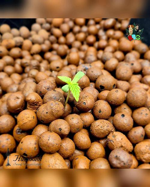 SundogZ (DWC). Week 1 - Week 1 
Veg day 3