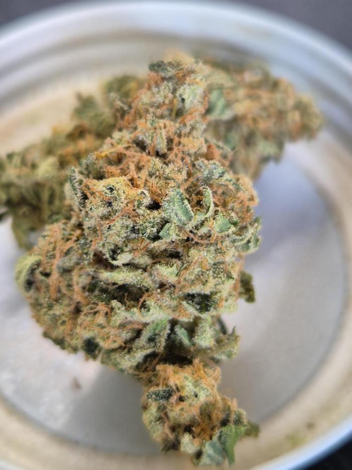 RDWC GRAPE OG 1st photo grow. Week 16