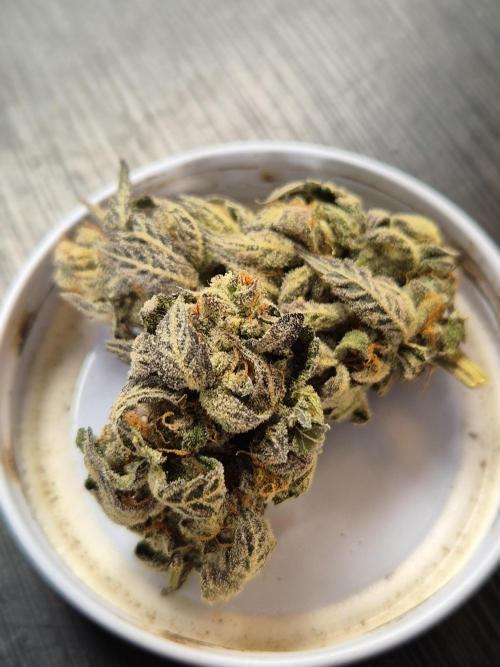 RDWC LA Punch 1st photo grow. Week 16