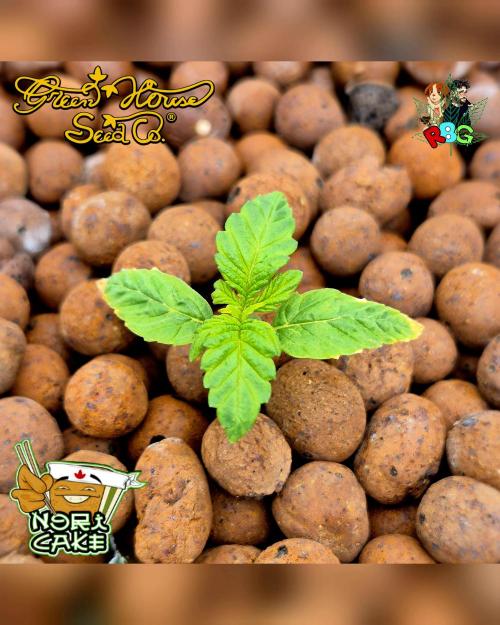 Nori cake ( RDWC ). Week 1 - Week 1 
Veg day 6