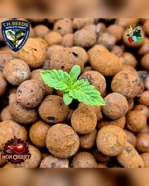 Mon Cherry ( DWC ). Week 1 - Week 1 
Veg day 6