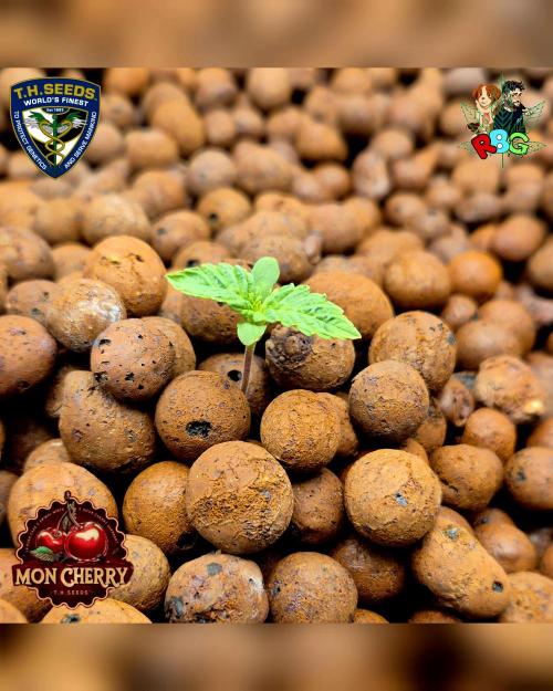 Mon Cherry ( DWC ). Week 1 - Week 1 veg day 6