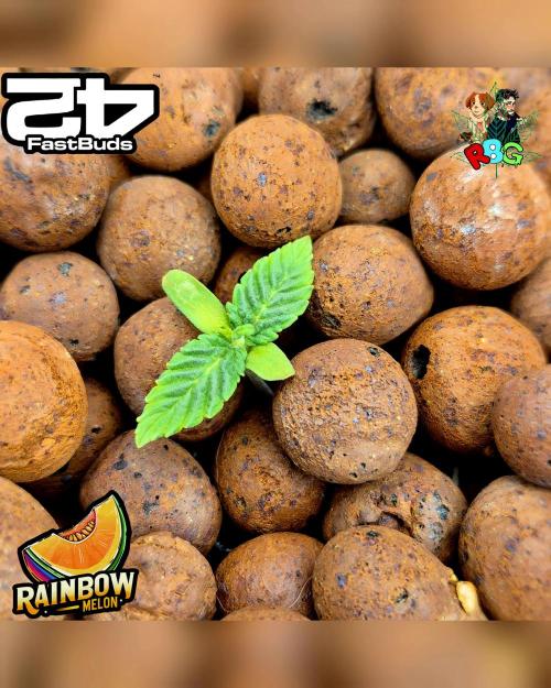 Rainbow Melon ( RDWC ). Week 1 - Week 1 
Veg day 6