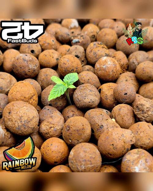 Rainbow Melon ( RDWC ). Week 1 - Week 1 
Veg day 6