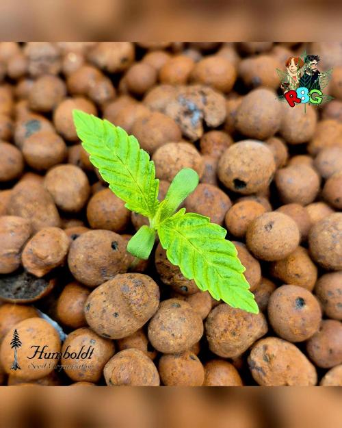 SundogZ (DWC). Week 1 - Week 1 
Veg day 6