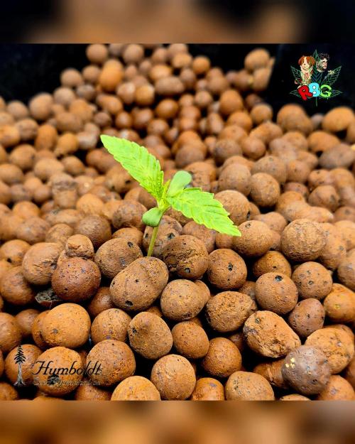 SundogZ (DWC). Week 1 - Week 1 
Veg day 6