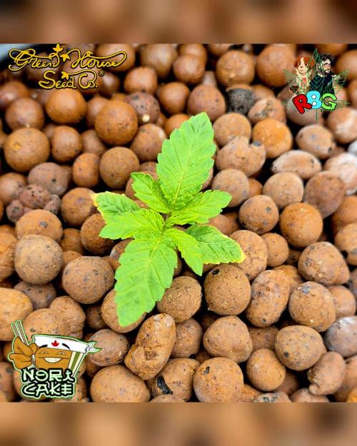 Nori cake ( RDWC ). Week 2 - Week 2 
Day 1