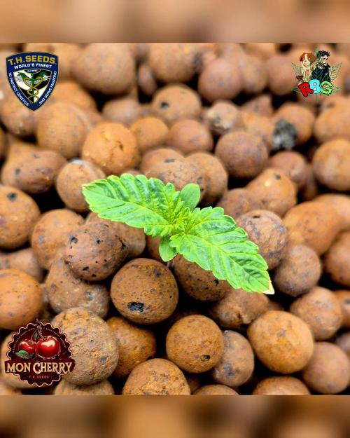 Mon Cherry ( DWC ). Week 2 - Week 2 
Day 1 