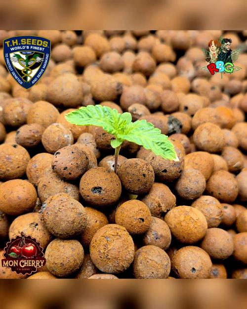 Mon Cherry ( DWC ). Week 2 - Week 2 
Day 1