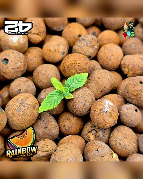 Rainbow Melon ( RDWC ). Week 2 - Week 2 
Day 1 