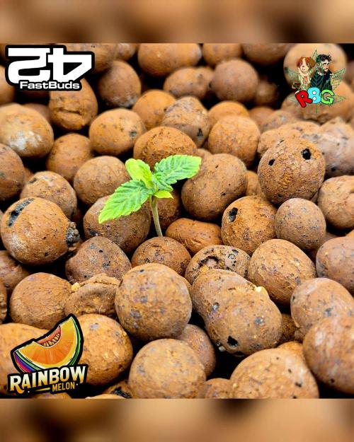 Rainbow Melon ( RDWC ). Week 2 - Week 2 
Day 1 