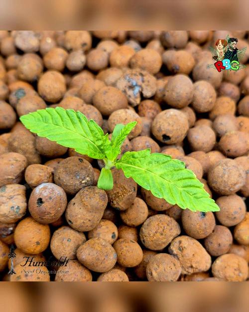 SundogZ (DWC). Week 2 - Week 2 
Day 1