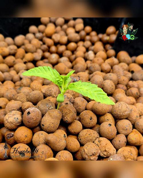 SundogZ (DWC). Week 2 - Week 2 
Day 1 