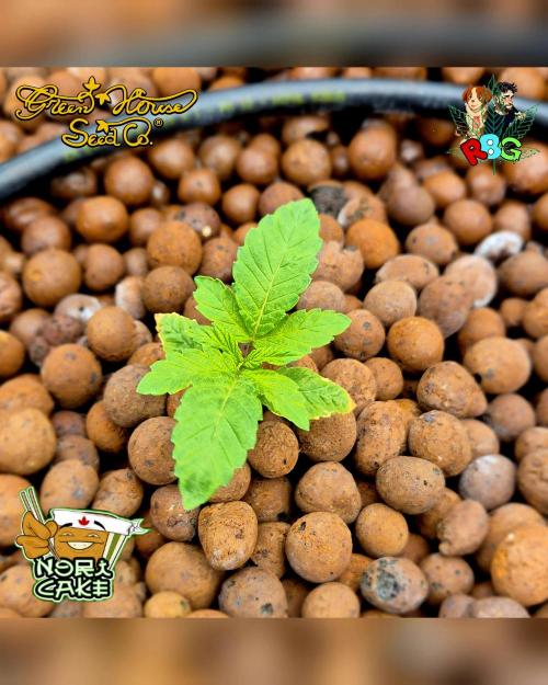 Nori cake ( RDWC ). Week 2 - Week 2 
Day 2 