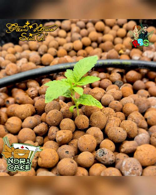 Nori cake ( RDWC ). Week 2 - Week 2 
Day 2 