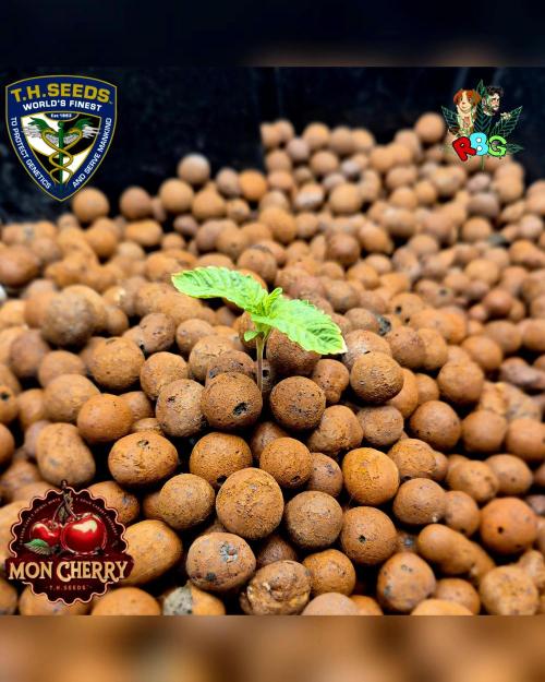 Mon Cherry ( DWC ). Week 2 - Week 2
Day 2